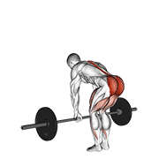 نیشاندانی barbell romanian deadlift