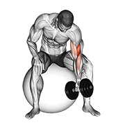 نمایش حرکت dumbbell one arm concentration curl (on stability ball)