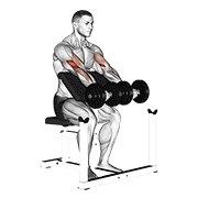 نمایش حرکت dumbbell seated preacher curl