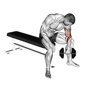 نمایش حرکت dumbbell seated revers grip concentration curl