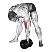 نیشاندانی dumbbell standing concentration curl