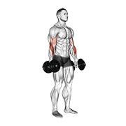 نیشاندانی dumbbell standing reverse curl