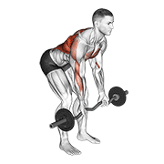 ez bar reverse grip bent over row demonstration