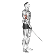 نمایش حرکت cable reverse one arm curl