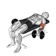 نمایش حرکت dumbbell lying supine biceps curl