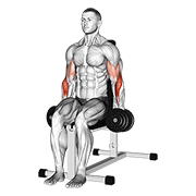 نمایش حرکت dumbbell seated hammer curl
