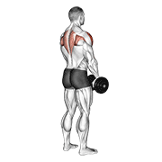 نیشاندانی dumbbell upright row (back pov)