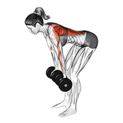 dumbbell reverse grip row (female) demonstration